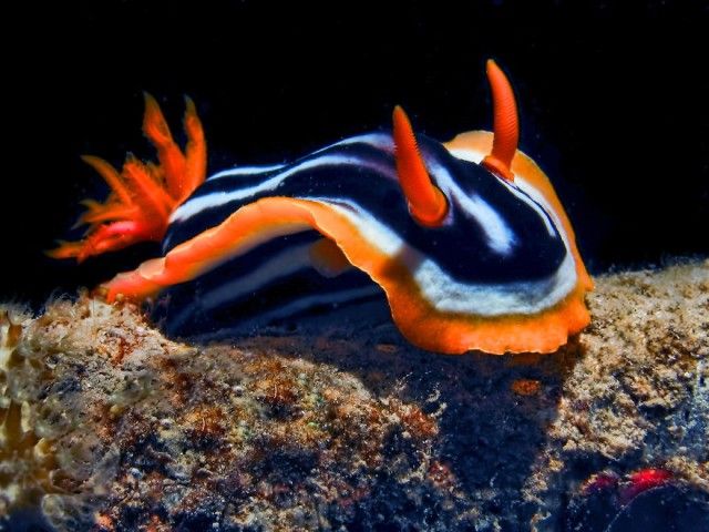 weird-sea-slug-photography-1__880_e