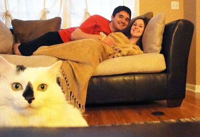 funny-cat-photobombs-12-58e23b18b6a18__605_e