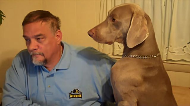 Weimaraner12