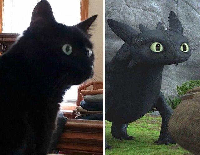 cats-toothless-lookalikes-35-57cec61c00b9c__700_e