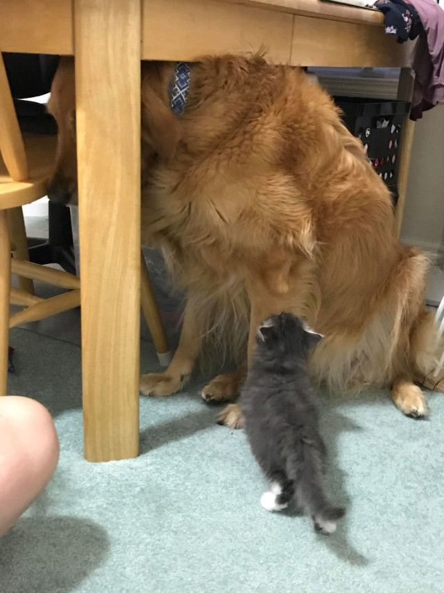 scared-dog_e