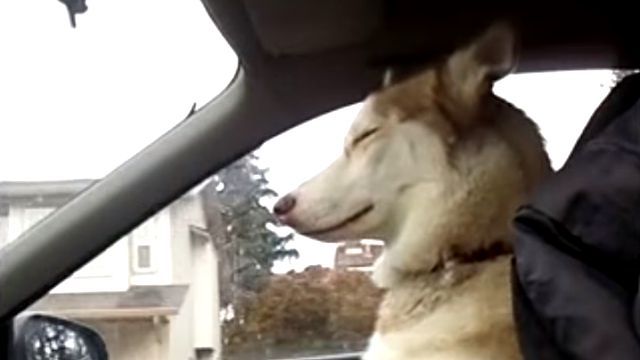 drivingdog0