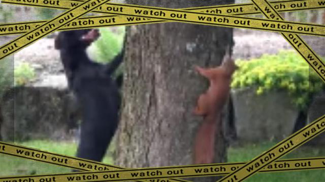 squirrel 2 [www-frame