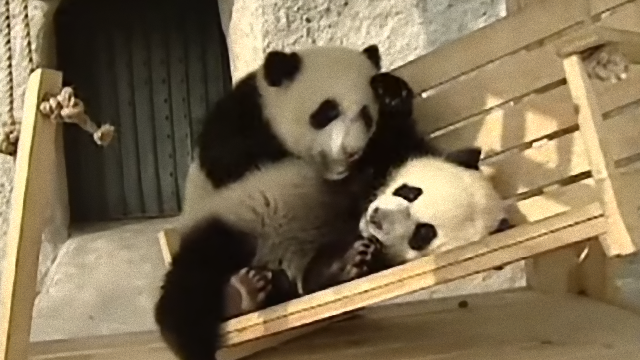 panda-2_e