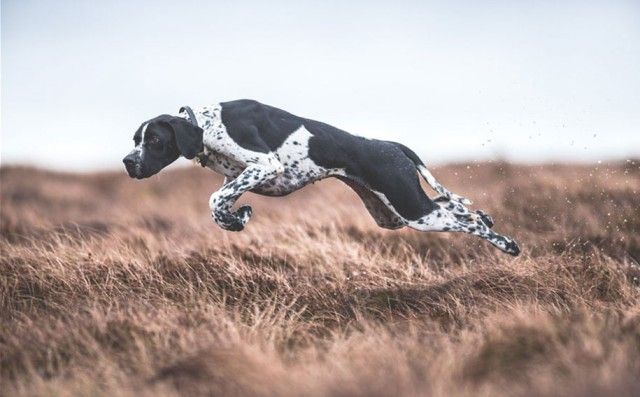 kennel-club-dog-photographer-competition-2017-9_e