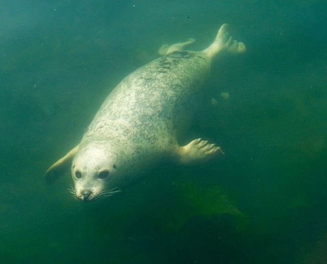 743px-Pinniped_underwater_e