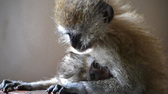 monkey-1_e