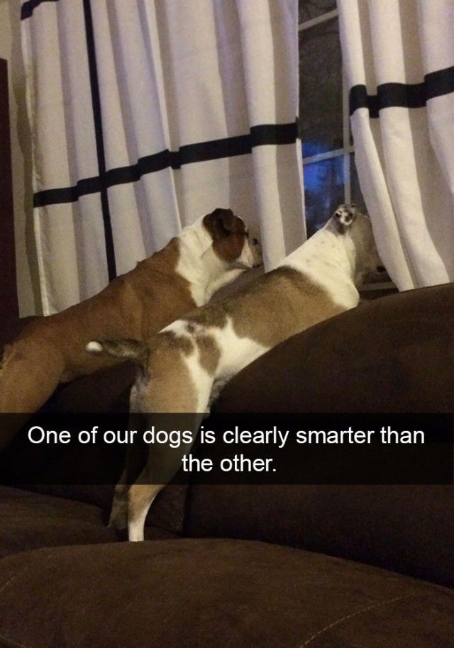 hilarious-dog-snapchats1_e