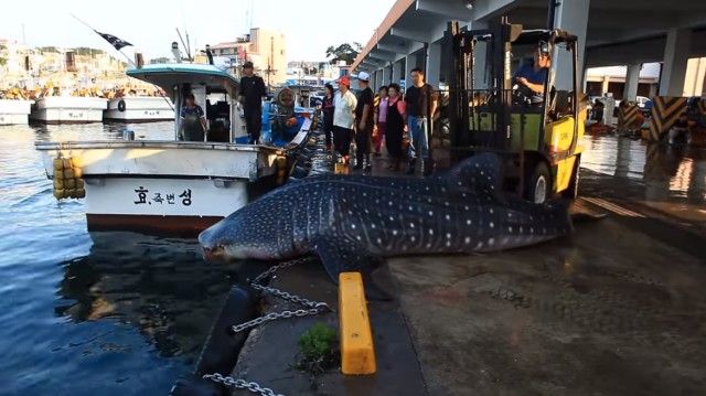 whalesharkinkorea2_e