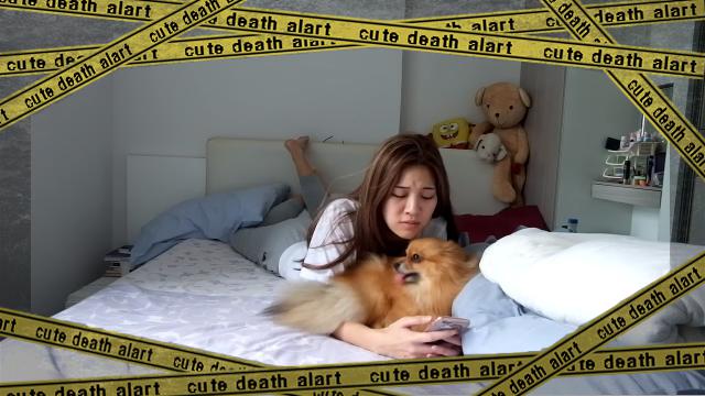 puppy-f [www-frame