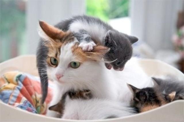 cats7ok