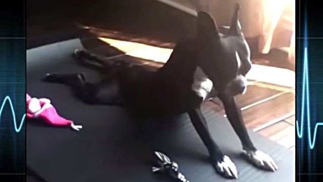 yogadog4