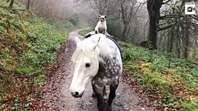 horseridingcat0