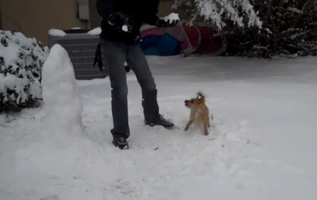 dognsnowballs1_e