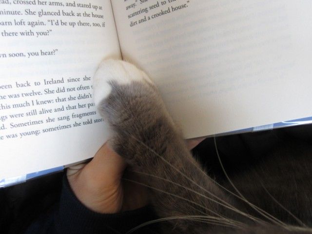 cats-vs-reading5_e
