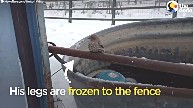 frozenbird1