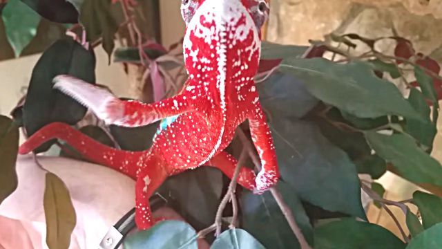 chameleon3