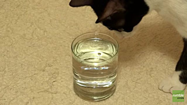 catnbubble1