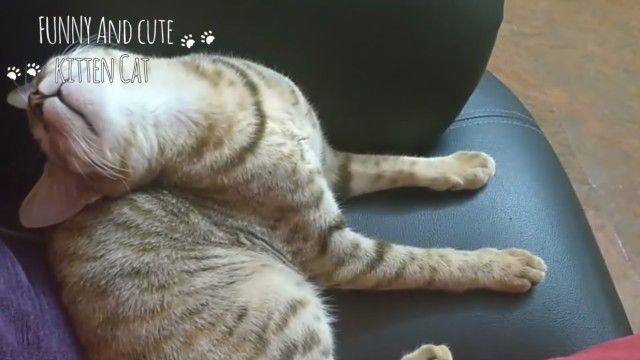 funnycatssleeping12_e