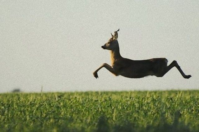 jump8_e
