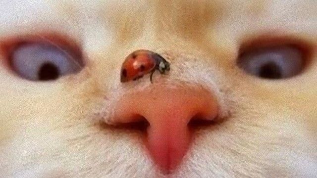 nose-11_e