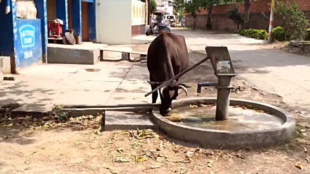 smartcow1