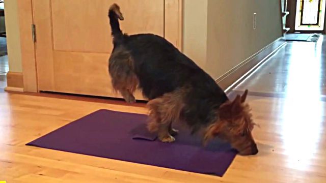 yogadog1