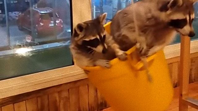 racoonbucket1_e