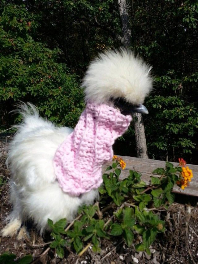 chick14_e