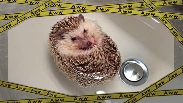 hedgehogboat1-frame