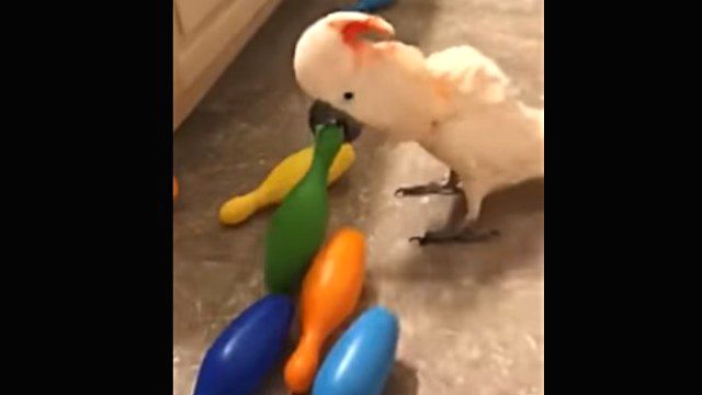 parrotbowling3_e