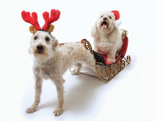 Funny-Christmas-animals19_e