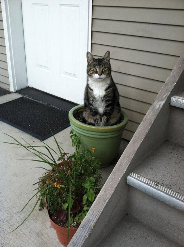 cat-plant9_e