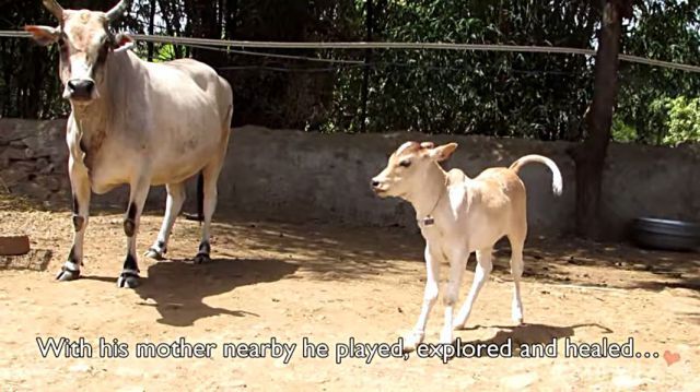 calf7