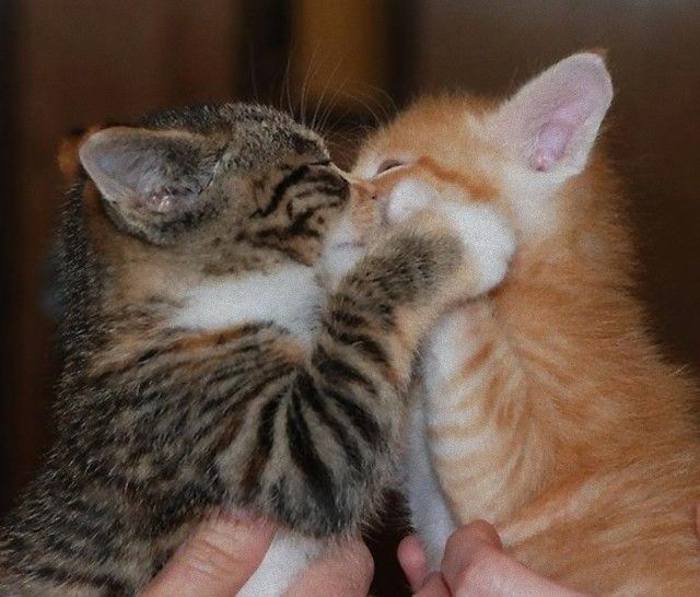 kitten-kisses-photo-u1_e_e