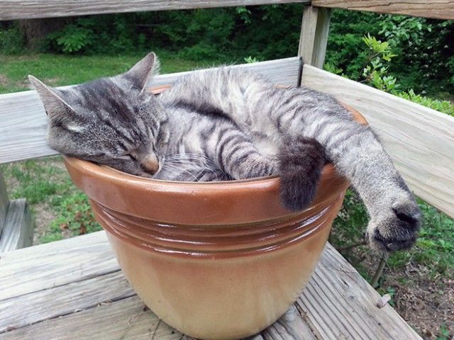 cat-plant1_e