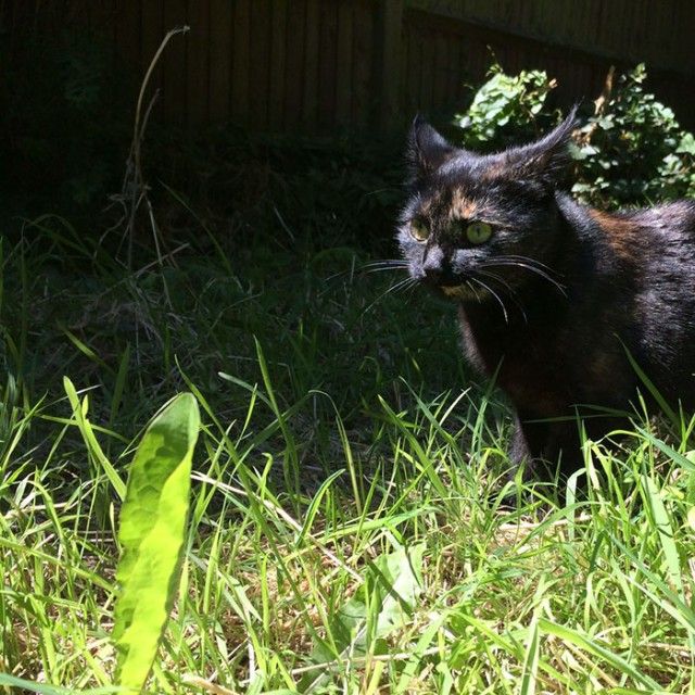 cat-baloo-every-morning-leaf-gift-5a687af1a7c4f__700_e