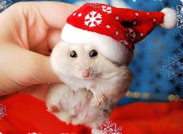 Funny-Christmas-animals25_e
