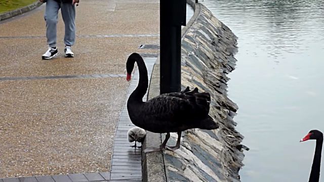 blackswan2