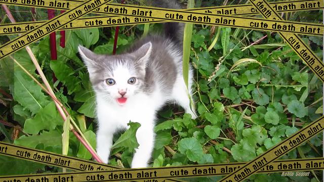kitten-f [www-frame