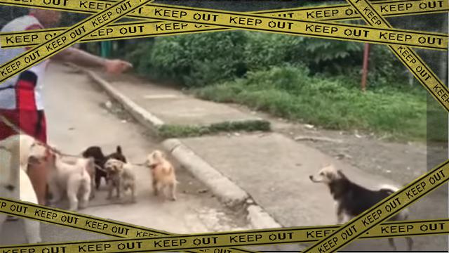 DOG-3 [www-frame