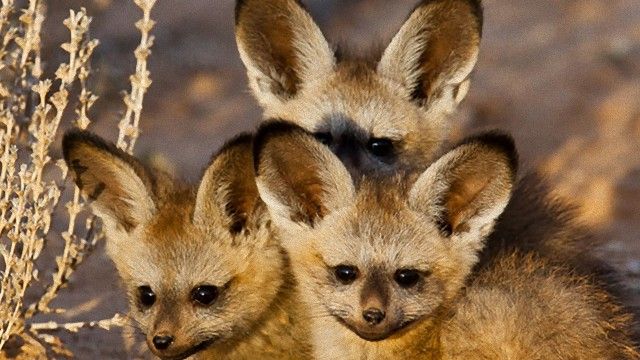 みんな違ってみんないい ちょっぴり珍しい動物の赤ちゃんズご紹介 マランダー