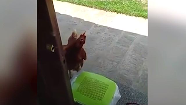cleverhen2_e