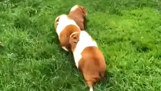 GuineaPigs3_e
