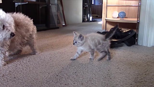 dogsmeetingkittens5