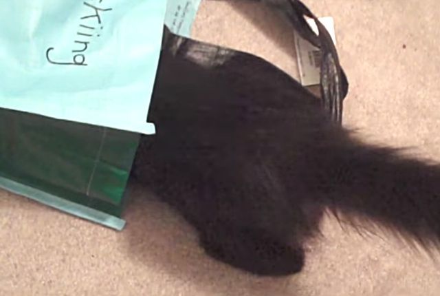 plasticbag2