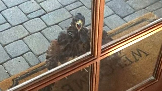 screaminghawk3_e
