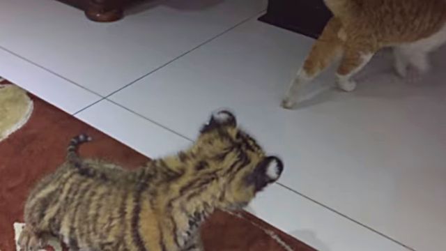 catntiger5