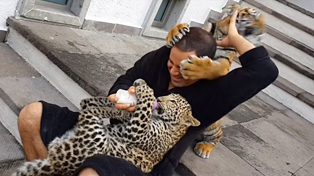 bigcatspapa2
