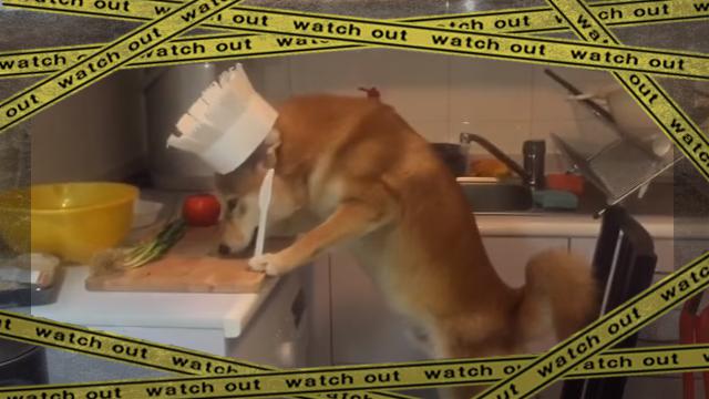 shiba-f [www-frame